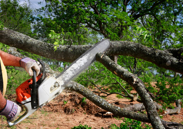 Best Large Tree Removal  in Gilbert, MN